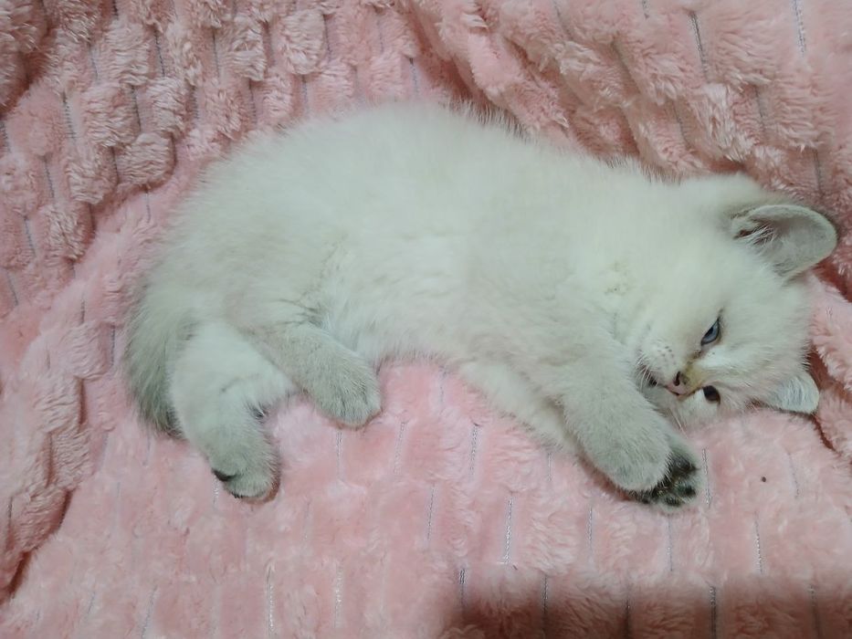 Продаю котят шиншил