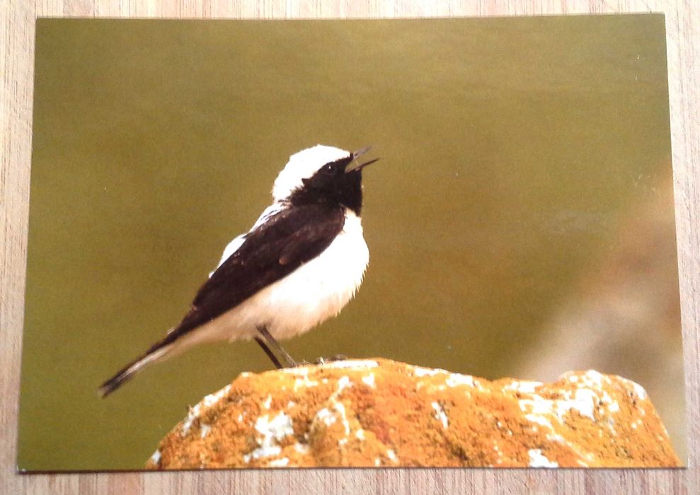 Колекция пощенски картички с авторски фотографии на животни