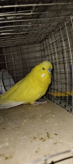 Тайор кушлар соглом