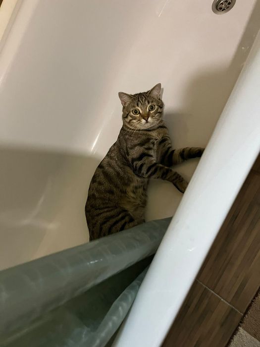 Отдаю в добрые руки кота