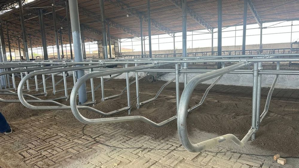 Lejanka qoramollar uchun