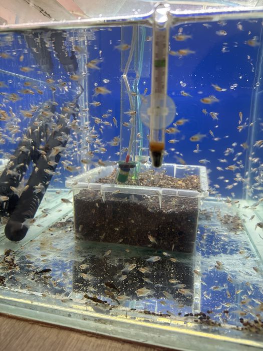 Аквариумные рыбки Тернеция и Анцитрус