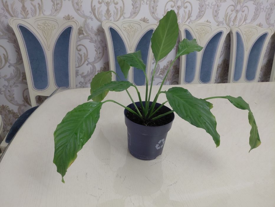 Комнатное растение