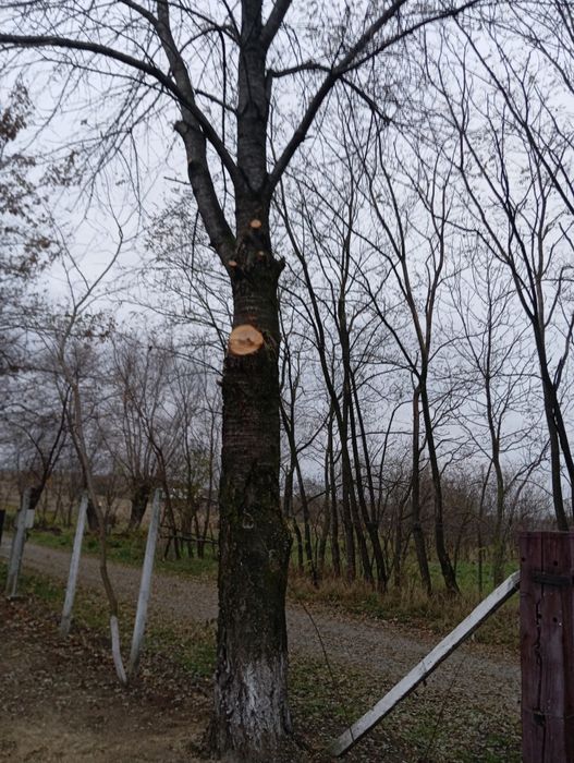 Cireș buștean activ