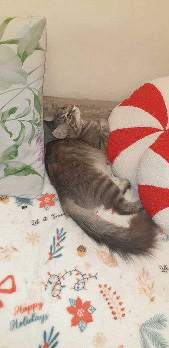 Отдаем Белочку, красоткк кошечку