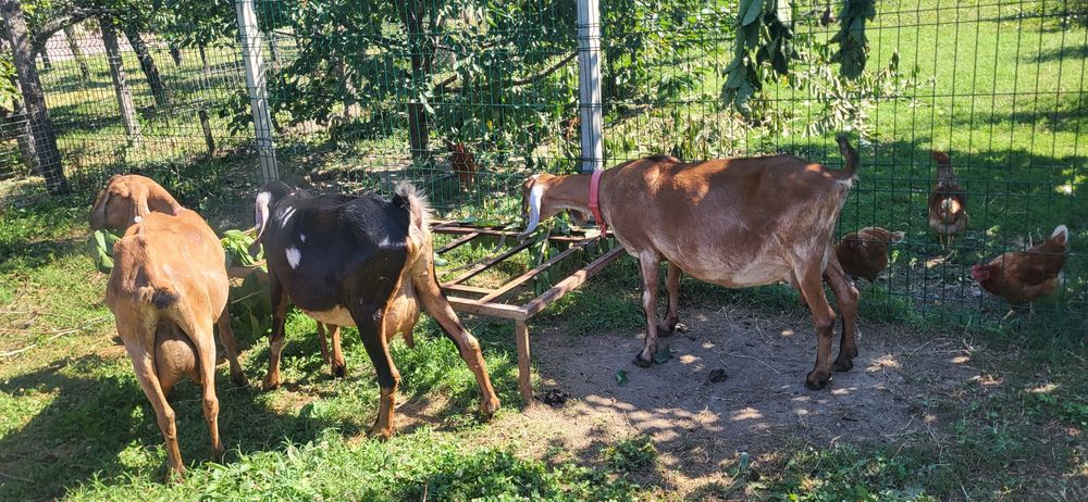 Vand Capre Anglonubiene cu Pedigree