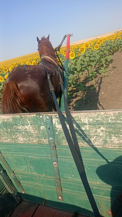 Vând harmasar 6 ani