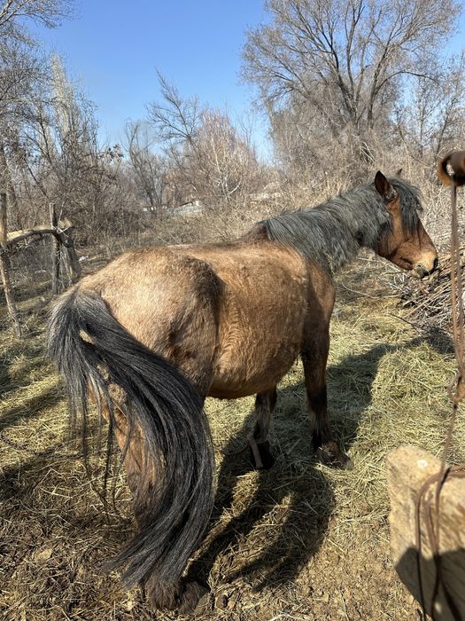 Сауын бие және қысыр бие