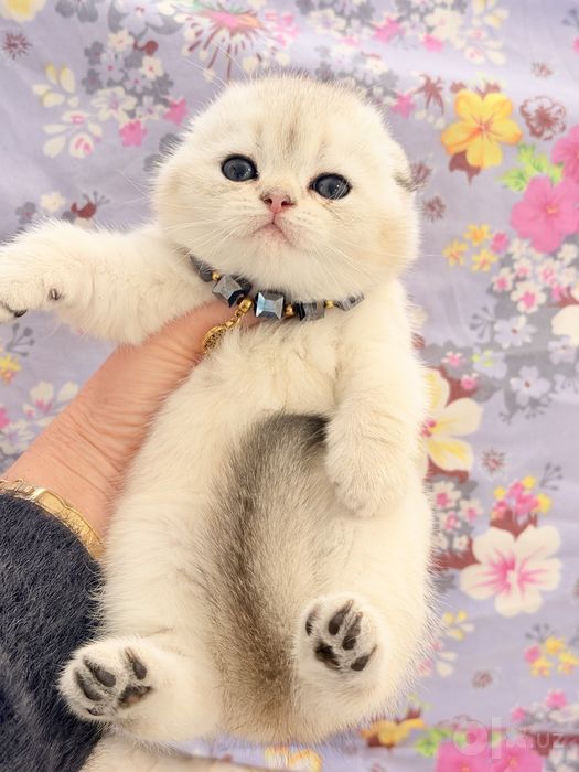 Читокровные котята