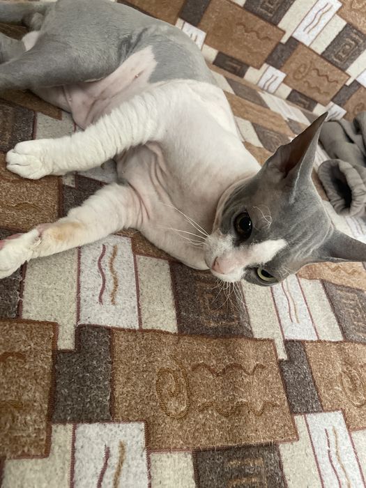 Кот породы сфинкс