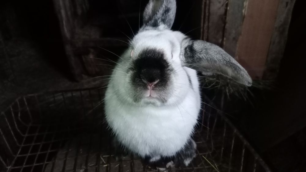 Продам кроликов,два самца