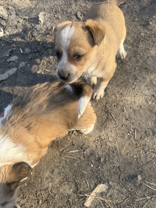 Отдам щенков в дотрые руки