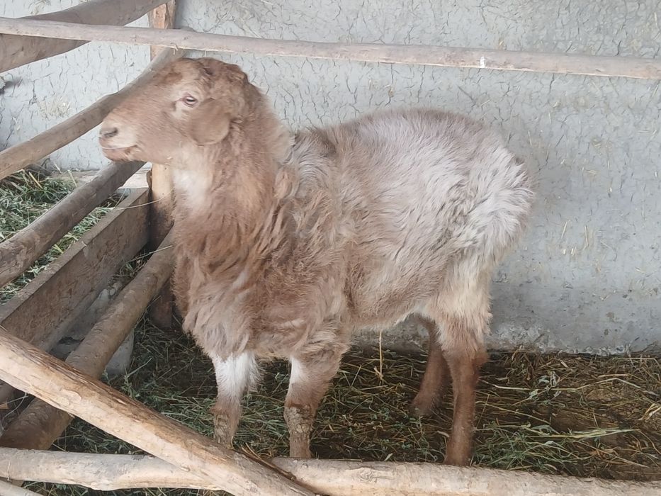 Arashan jivoy ves 65 kg