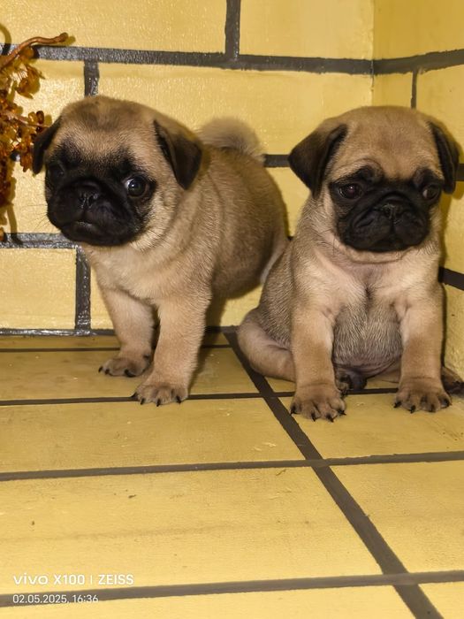 Очаровательные щенки мопса.