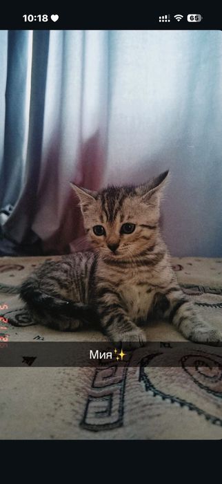 Отдам котёнка в добрые руки