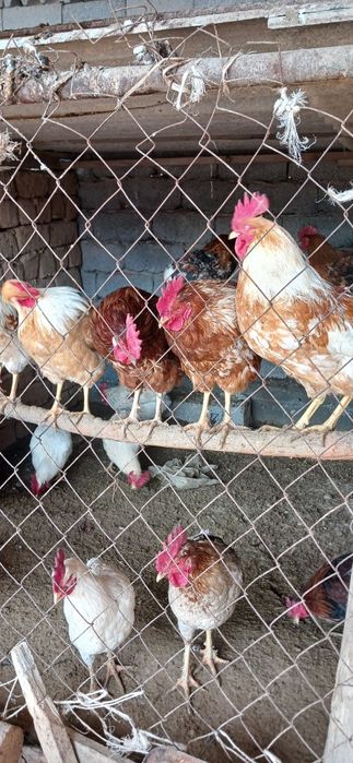Петух,Қораздар сатылады