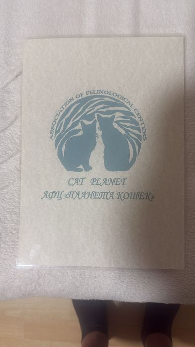 Кошка чистокровная 1,9 мес