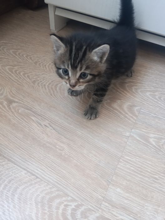 Продам месячного котенка