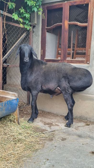 hisori qochqor zot uchun