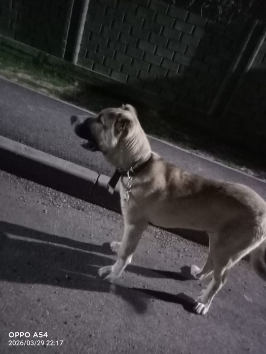 Собака породы Алабай