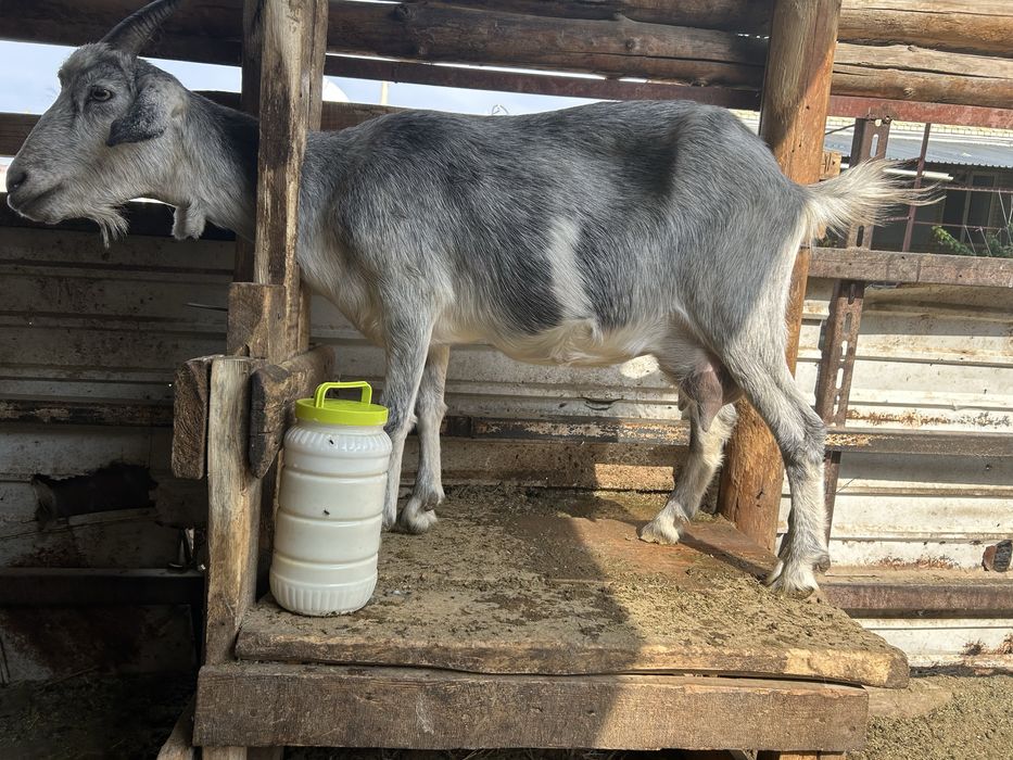 алпиский ешкилер лактар сатылады