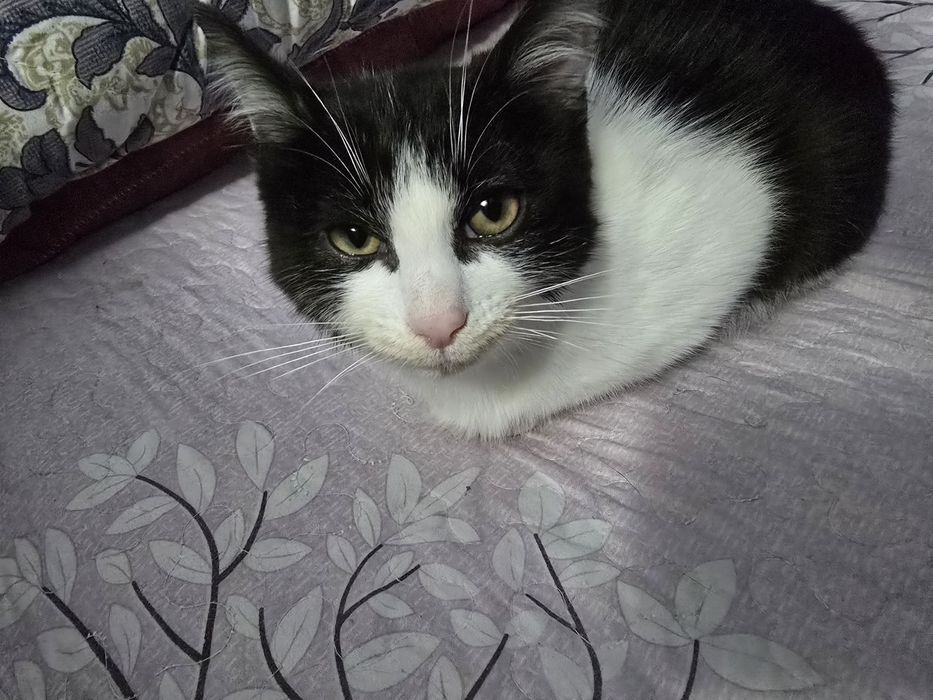 Отдам котенка в хорошие руки