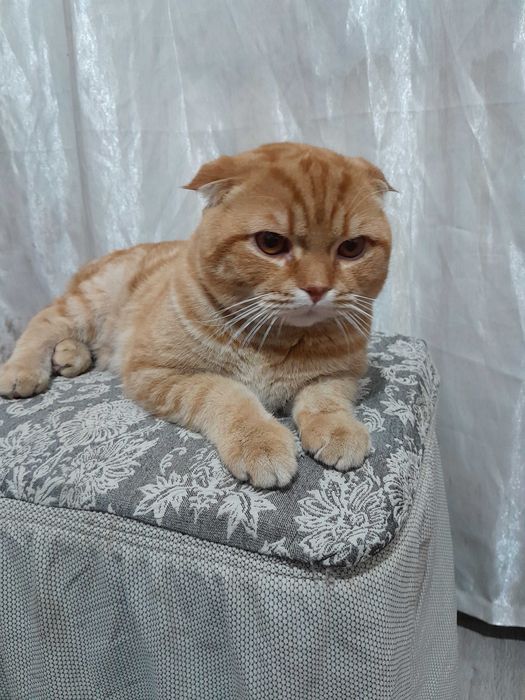 Mushuklar otasi skotish