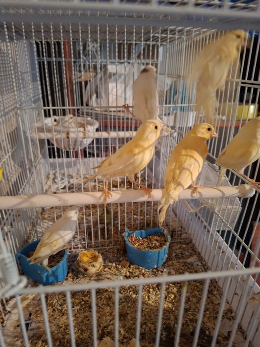 Птицы канарейки...