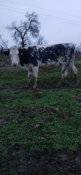 De vânzare 3 juninci belgiene