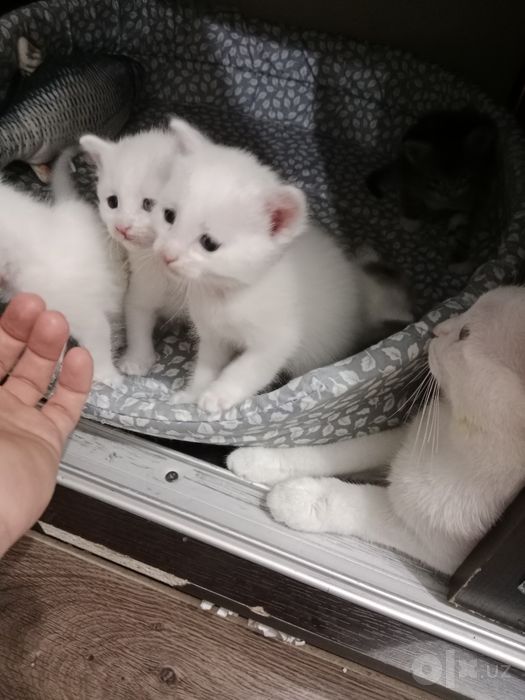 Пристраиваются котята