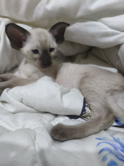 Ориентальные котята