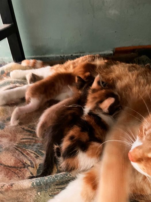 Котята отдам бесплатно