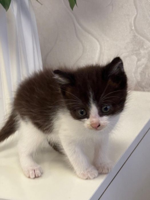 Отдам котенка мальчик