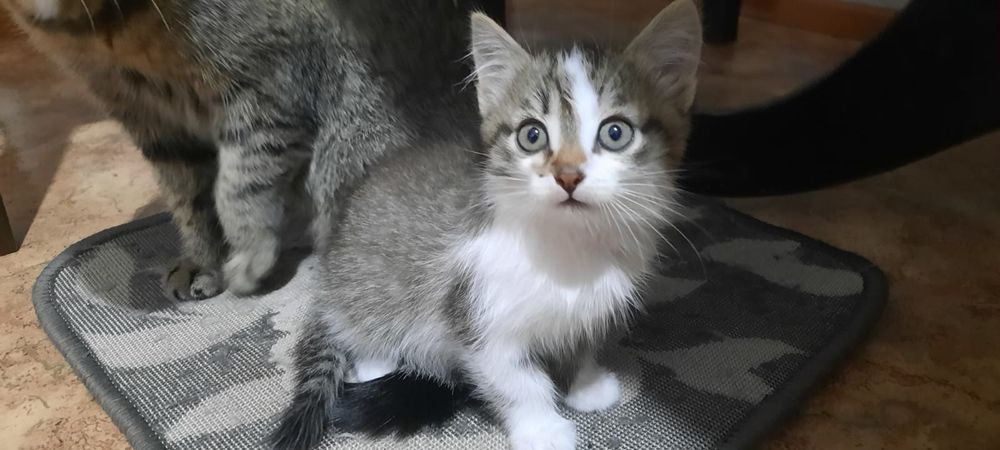 Отдам котят в хорошие руки
