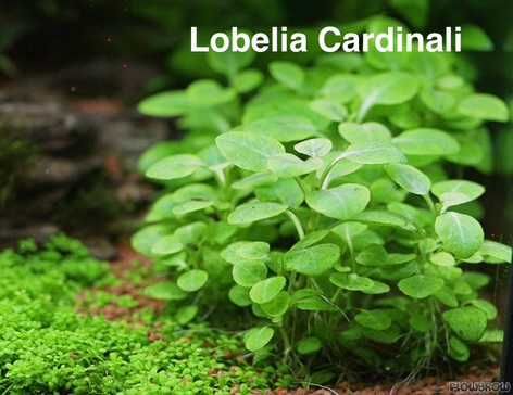 Plante acvariu , Creveți Red Sakura cu livrare oriunde in tara, Acvarist cu experienta