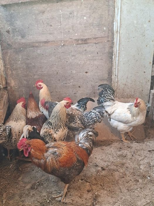 Әтеш (Петух) сатылады