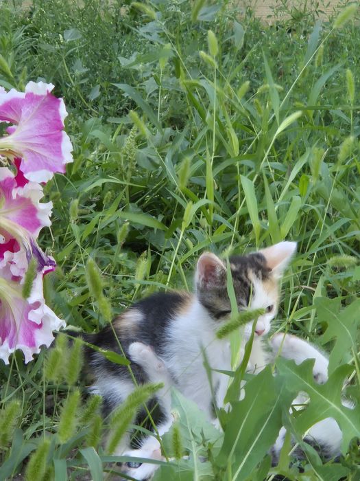 Отдам милых котят