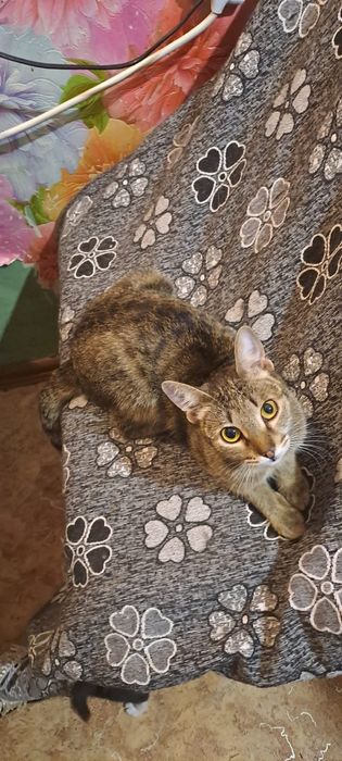 Пропала кошка в мкр. Кулагер