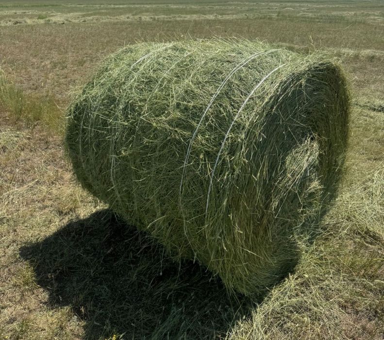 Сено рулонное 2025 года
