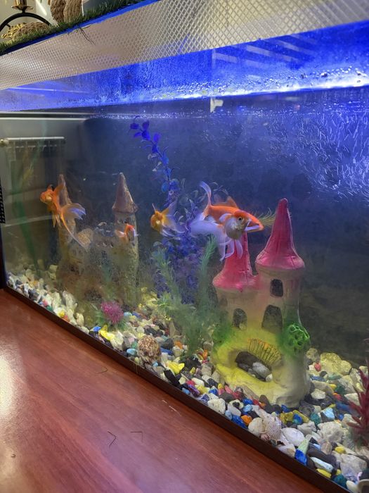 Akvarium ideal sostyanida baliqlari bilan 6 baligi bor