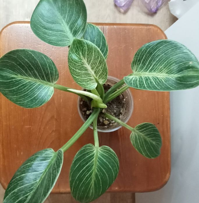 Продам комнатные цветы