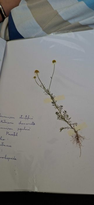 Ierbar cu 25 plante
