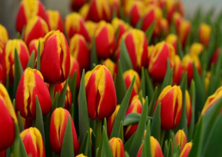 Тюльпаны оптом к 8 Марта.