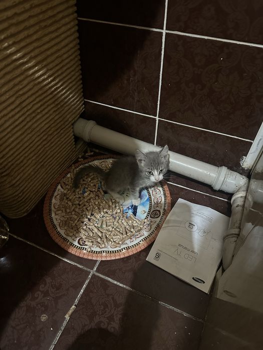 Отдам котенка в добрые руки