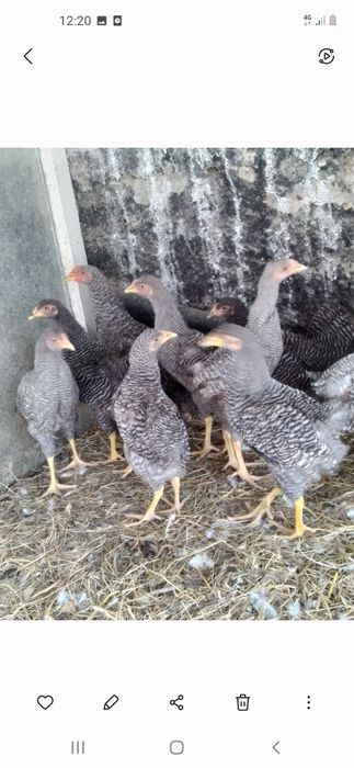 Продам курей домашних