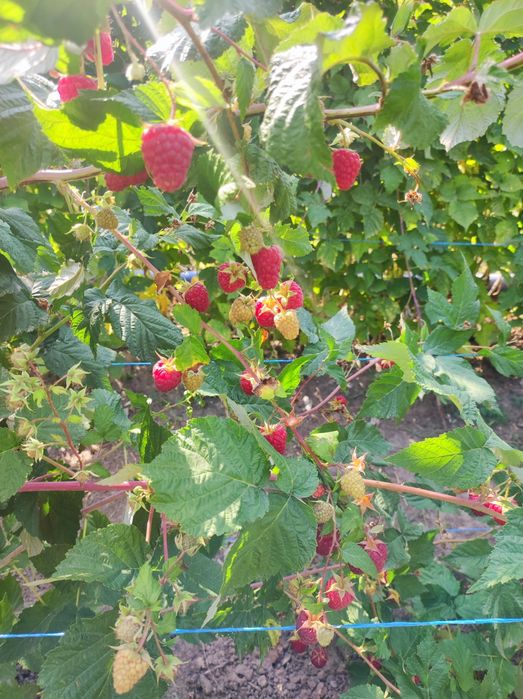 Малина Карамелька