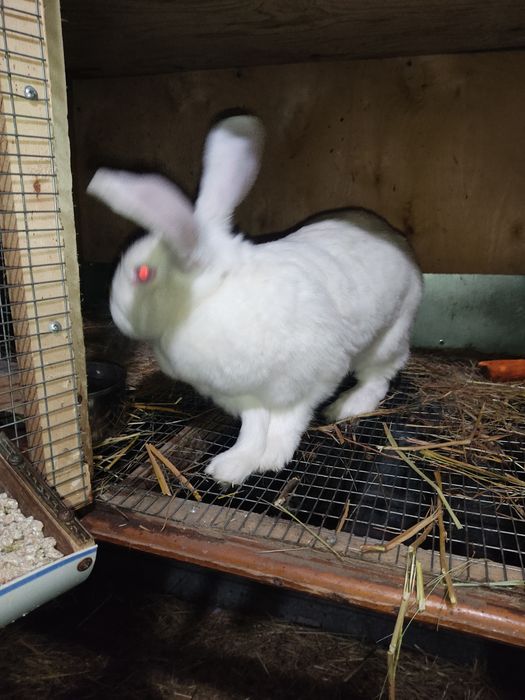 Продам самку Великана