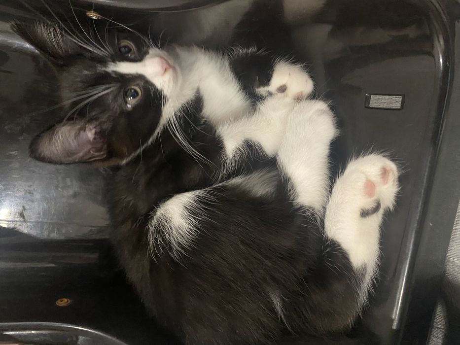 Котята бесплатно район Алматы 1