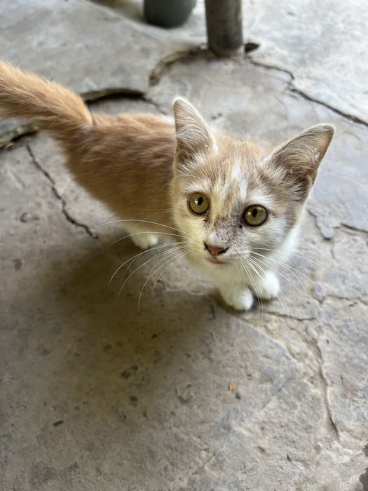 Хороший, умный, котёнок