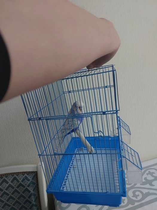 Чех самец спенгл готовый